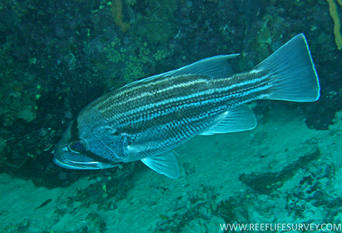 photo of a dhufish