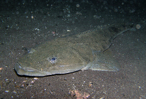 photo of a flathead