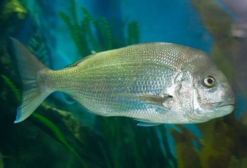photo of a pink snapper