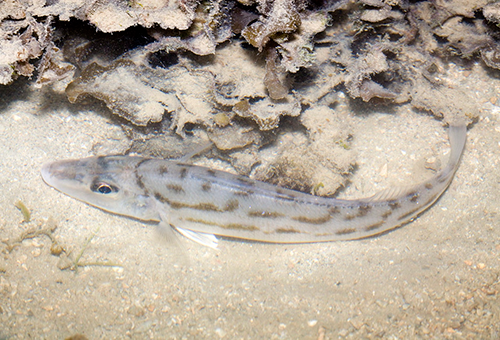 photo of a whiting